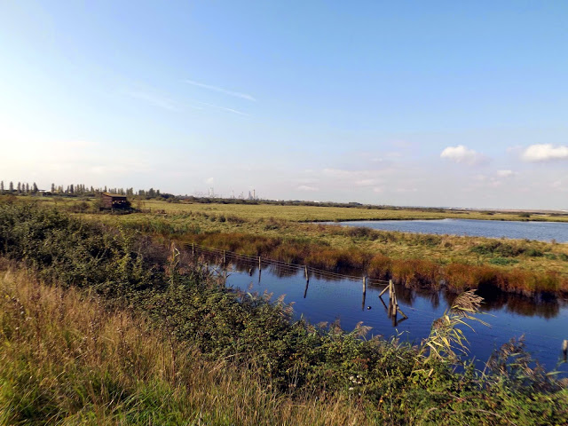 RSPB West Canvey Marshes